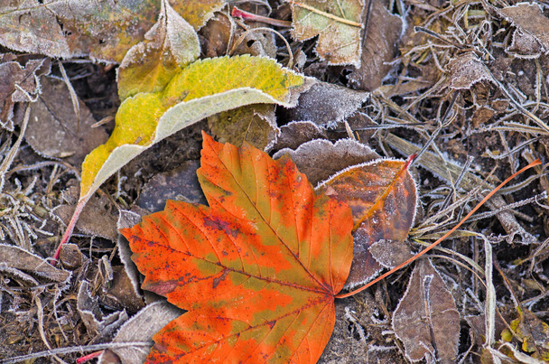 Colorful backround of fallen autumn leaves. Falling autumn maple leaves lie on the ground. Multicolored maple leaves. Maple leaves background - Photo, Image