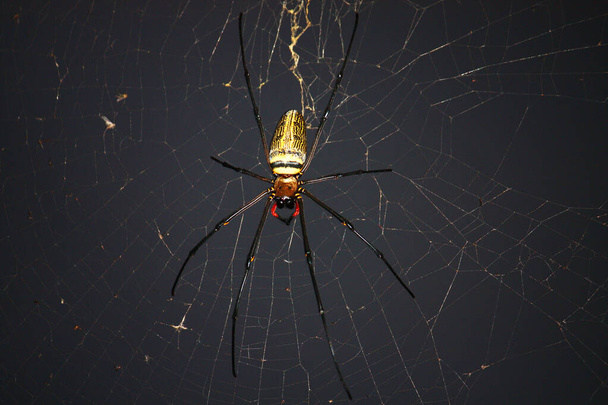 Aranha na teia de aranha com fundo verde natural.Argiope bruennichi aranha
 - Foto, Imagem
