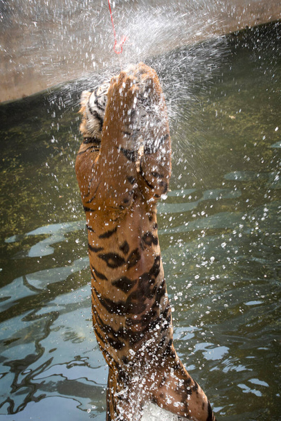 Sibirischer Tiger springt auf, um ein Stück Fleisch zu fangen - Foto, Bild