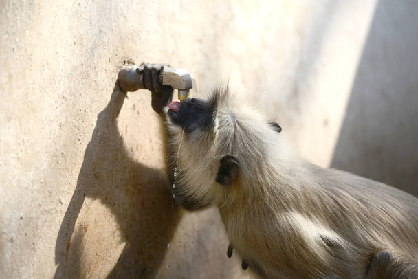 タップから喉の渇き猿飲料水  - 写真・画像