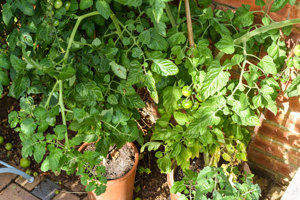 Pianta di pomodoro in un orto in un giardino coltivato in casa - Foto, immagini