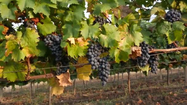 Szőlő szőlő egy nyári napon, fekete bor szőlő Moldovában - Felvétel, videó