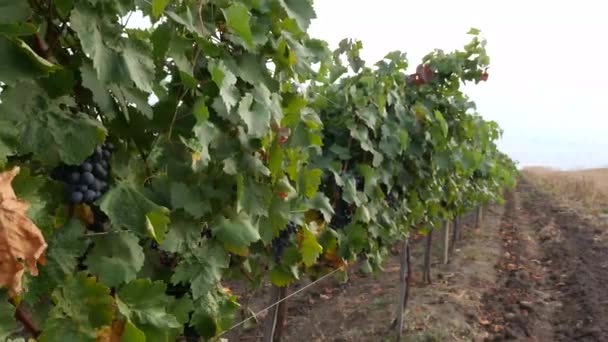 Viñedos de uva en un día de verano, uvas de vino negro en Moldavia - Metraje, vídeo