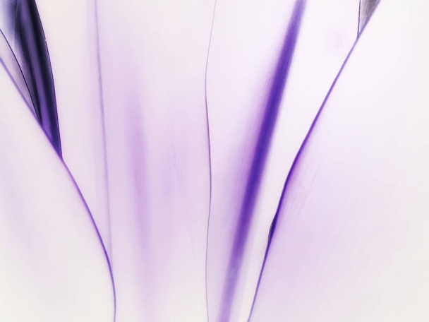 Violet doux abstrait avec fond violet foncé, photographié à partir de longues feuilles. - Photo, image