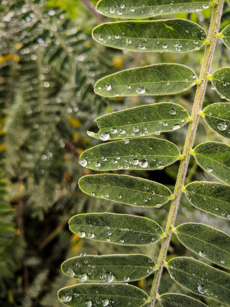 gouttes de pluie sur les feuilles vertes poilues - Photo, image