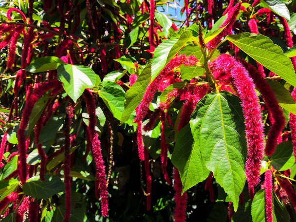 flowers of Chenille plant, Red hot cat's tail - Photo, Image