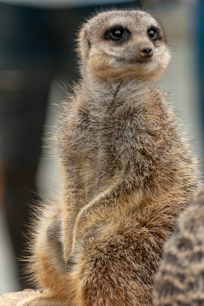 a close up view of two meerkats in a animal center  - Foto, immagini