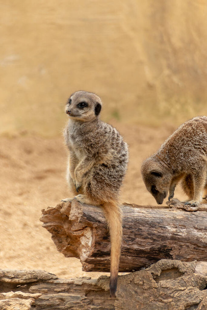 lähikuva kahdesta meerkatista eläinkeskuksessa  - Valokuva, kuva