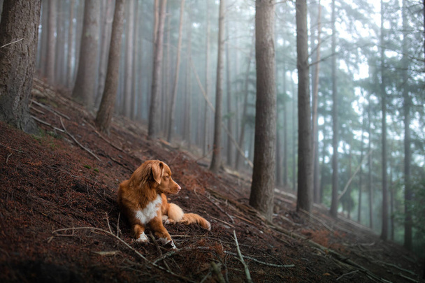 dog in a foggy forest. Pet on the nature. Nova Scotia Duck Tolling Retriever. Mystical  - 写真・画像