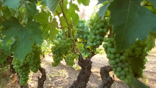 Закрыть недозревший виноград на южном винограднике - Кадры, видео