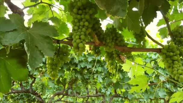 Zblízka nezralých hroznů révy vinné na jižním italském vinici - Záběry, video
