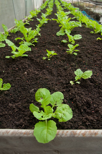 Filas de cultivos de plántulas de ensalada verde en invernadero. Plantas que crecen en invernadero - Foto, Imagen