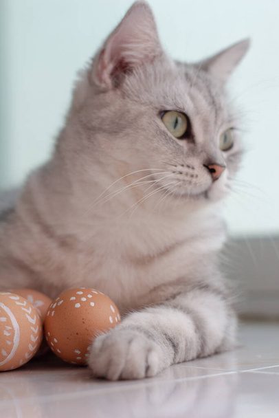 Cute gray cat with Easter eggs. - Foto, Imagem