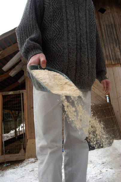 чоловік розкладає дорожню сіль на вулиці в зимовий день
 - Фото, зображення