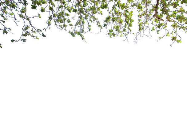 Kopyalama alanı olan beyaz arkaplanda yapraklar ve dallar izole edilir - Fotoğraf, Görsel
