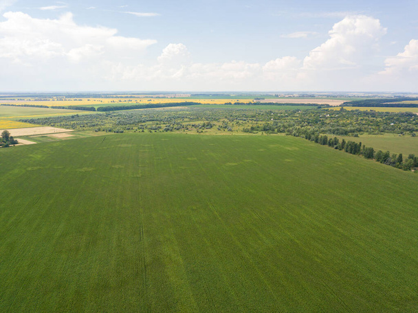 Champ de maïs vert en Ukraine. Vue aérienne du drone. - Photo, image