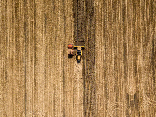 Aerila drone view. The harvester pours the wheat crop into the truck. - Fotografie, Obrázek
