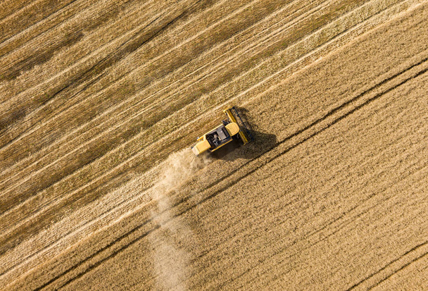 Vista aérea del dron. La cosechadora cosecha trigo en el campo ucraniano. - Foto, Imagen