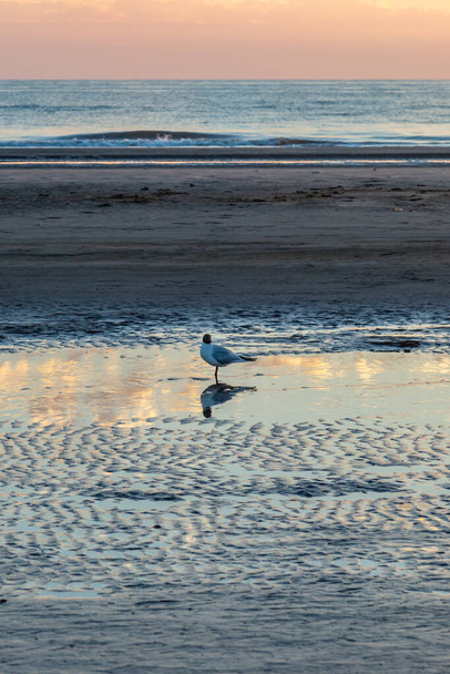 A bird on the beach at sunset, at Formby beach in Merseyside - Φωτογραφία, εικόνα