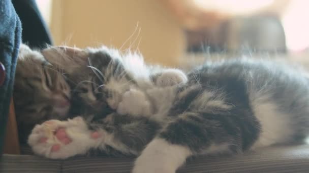 Kittens sleep together - Filmati, video