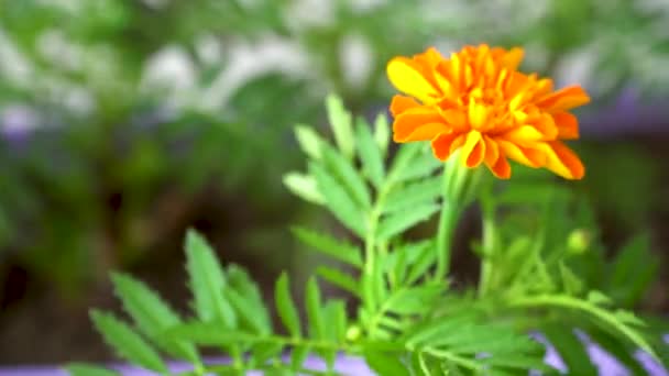 vente saisonnière de semis. germes de fleurs en pots. Tagetes Durango Tangerine sont utilisés dans la floriculture décorative - Séquence, vidéo