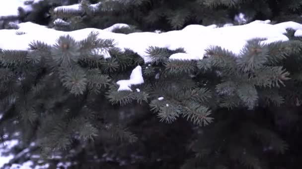 Picea csípi örökzöld tűlevelű fa. a hó zökkenőmentesen hullik az ágakról. Kék lucfenyő az erdőben, bolyhos hó a lucfenyő ágain.  - Felvétel, videó