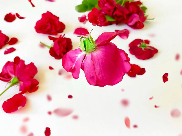  赤いバラ花弁白い背景の緑の葉花のテンプレートお祝いの背景の挨拶カードバレンタイン女性の日コピースペースの花の浮遊 - 写真・画像