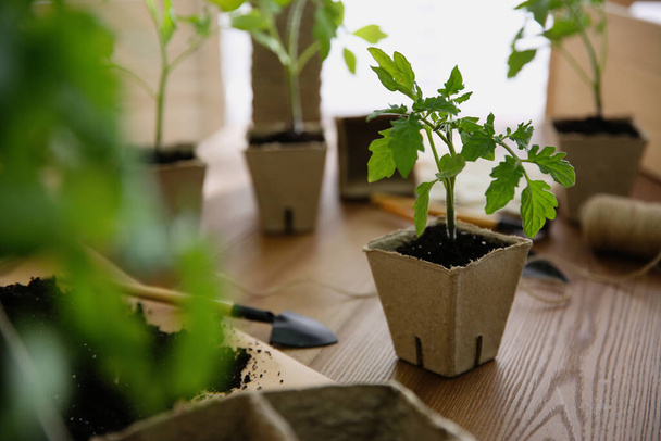 Soil, gardening trowel and green tomato seedling in peat pot on wooden table - Foto, Imagem