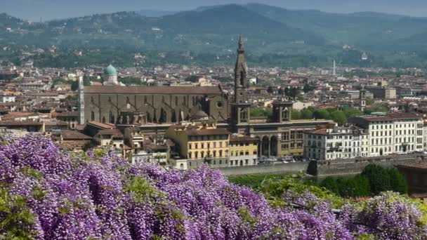 Bella veduta della Basilica di Santa Croce a Firenze come si vede dal famoso giardino dei Bardini con glicine viola in fiore. Video 4K UHD. - Filmati, video