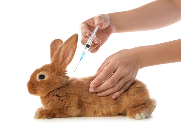 Professional veterinarian vaccinating bunny on white background, closeup - Zdjęcie, obraz