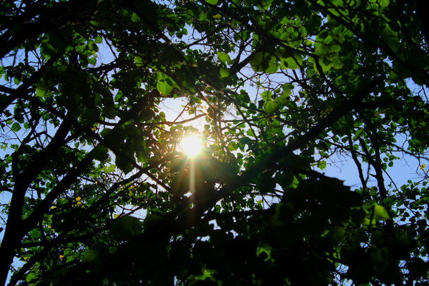 sun rays break through the trees / photo of a bright sun. it breaks through the green foliage of the trees. the sky is blue. the time of year is summer. - Photo, Image