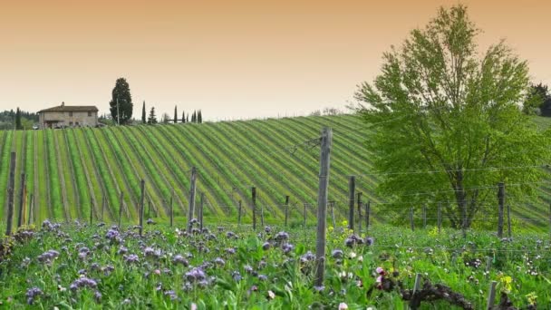 piękne fioletowe kwiaty w winnicy Chianti wiosną w Toskanii. Włochy - Materiał filmowy, wideo