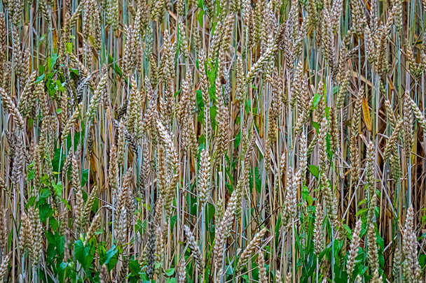 小麦とConvolvulus arvensisの間に成長する穀物畑 - 写真・画像