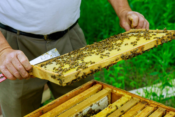 Apicultor comprueba colmenas con abejas, cuidando marcos panal lleno de abejas - Foto, Imagen