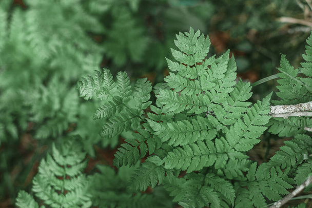Foto atmosférica de hojas de helecho en el bosque con una luz mística - Foto, Imagen