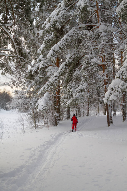 одинокий лыжник в красном костюме в лесу - Фото, изображение