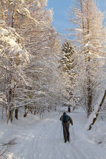 sunlight winter forest and skier in gray suit with backpack skiing - Photo, Image