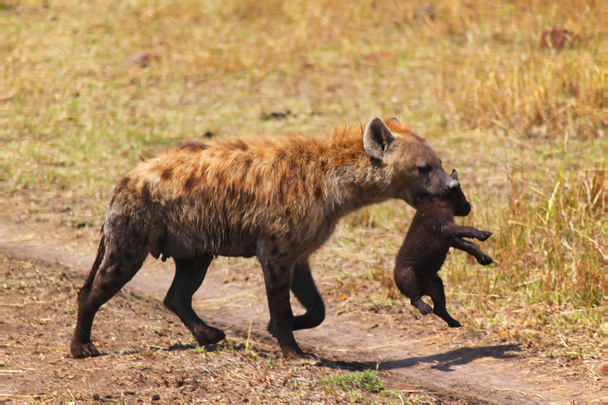 Hiena con bebé - Safari Kenia
 - Foto, Imagen