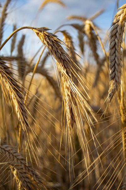 Espiguillas de trigo maduro. Primer plano de espiguillas en un campo de trigo contra el cielo azul. Concepto de cosecha. - Foto, imagen