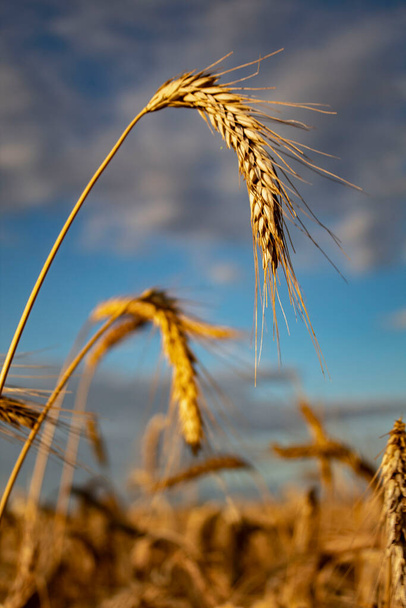 熟した小麦の小穂。青空に対する小麦畑での小花のクローズアップ。収穫の概念. - 写真・画像