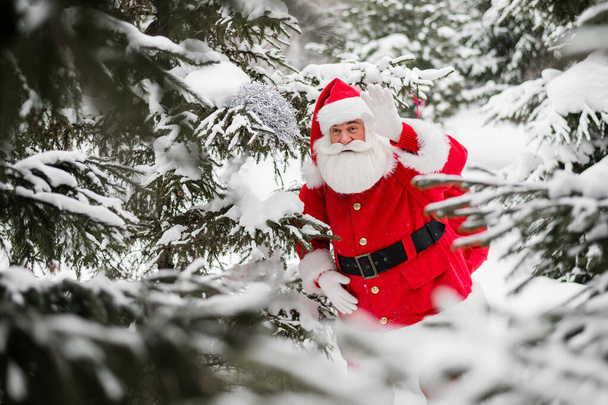 Santa claus greets in the snowy coniferous forest in December. Christmas time. An elderly gray-haired man in a Santa Claus costume posing outdoors. - Foto, imagen