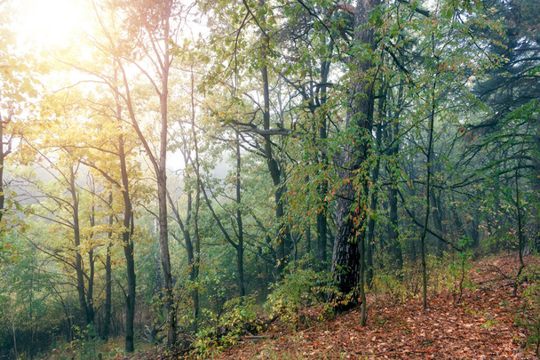 Beautiful morning in the misty autumn forest with sunrise - Foto, imagen