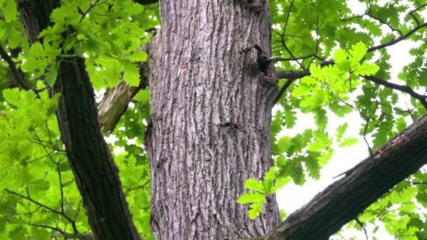 Schwarzspecht dringt in Nest auf Baumstamm (Dryocopus martius) ein) - Filmmaterial, Video