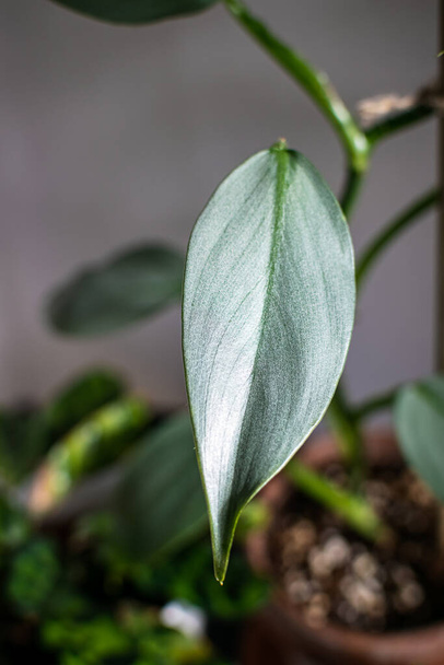 Philodendron silver sword (philodendron hastatum) houseplant in a terracotta pot on a dark background. Close-up on a plant with silvery shiny foliage. - Photo, Image