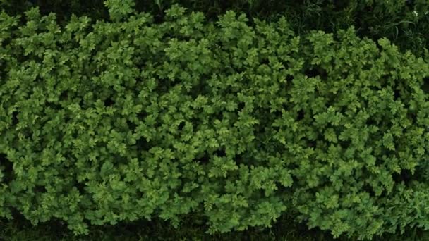 A burgonyatermő tetején kívül, különböző fajtájú burgonya a szántóföld egyik részén, szezonális burgonyatermesztés, szezonális zöldségek. - Felvétel, videó