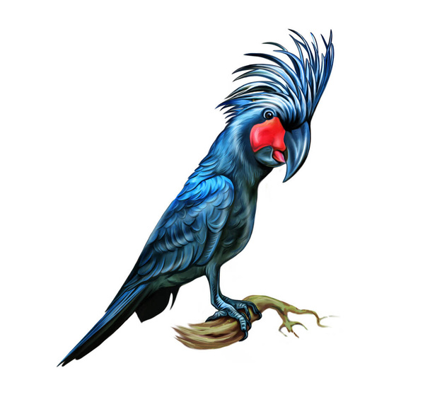 Palm cockatoo (Probosciger aterrimus) oksalla. Realistinen piirustus, eristetty kuva valkoisella taustalla. Kuvitus Australian eläinten ja lintujen tietosanakirjaan,  - Valokuva, kuva
