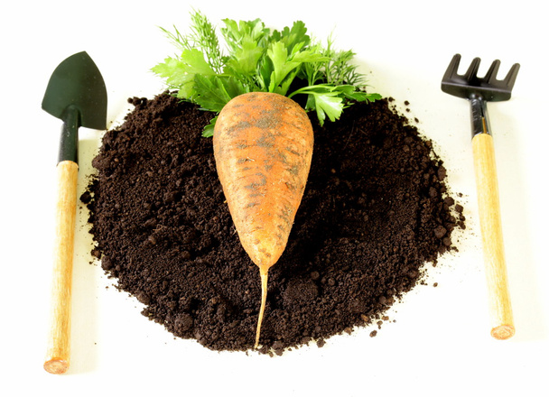 Концепция натуральных и органических продуктов питания - морковь и зелень на земле
 - Фото, изображение