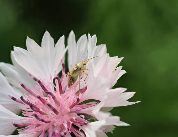 Крупним планом єпископський жук, що сидить у біло-рожевій кукурудзяній квітці
 - Фото, зображення