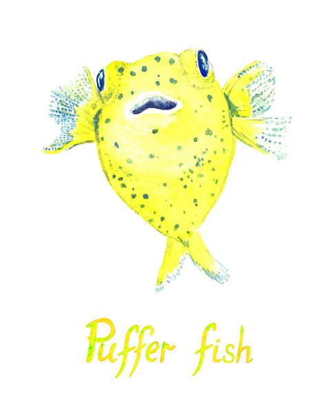 Pufferfish (Tetraodontidae, Blowfish, Globefish), aquarelle peinte à la main avec inscription manuscrite - Photo, image