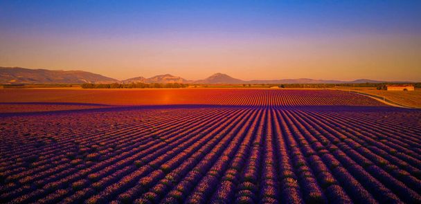 The lavender fields of Valensole Provence in France - travel photography - Zdjęcie, obraz